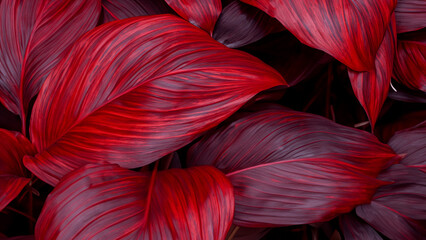 Abstract colorful tropical leaf texture and nature background
