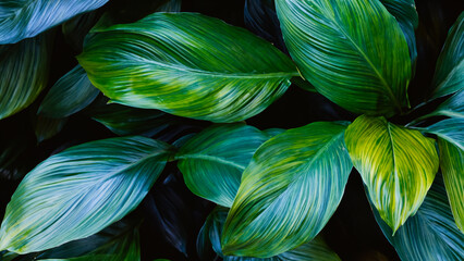 Abstract colorful tropical leaf texture and nature background