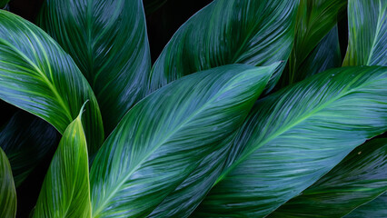 Abstract colorful tropical leaf texture and nature background