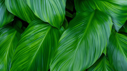 Abstract colorful tropical leaf texture and nature background