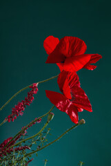 Wall Mural - red poppies on green background