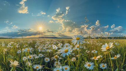 Wall Mural - A beautiful summer landscape with a blooming daisy meadow and sunlight in a blue sky. Beautiful natural background. The panorama.