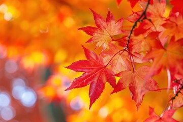 Canvas Print - Radiant red autumn maple leaves in sharp focus, with a warm bokeh effect in the backdrop