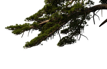 Wall Mural - 3D Render Pine Foreground on Transparent Background