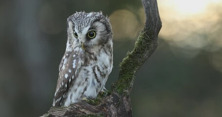 Owl at sunrise. Boreal owl, Aegolius funereus, perched on rotten branch and observes surroundings. Typical small owl with big yellow eyes in first morning sun rays. Known as Tengmalm's owl. Autumn.