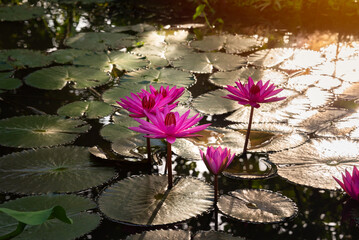 Wall Mural - Pink water lily flower in pond with morning light