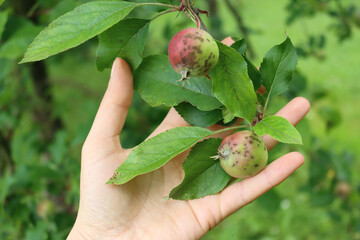 farmer’s hand holding apple branch with apples with apple scab fungal disease. apple scab caused by 