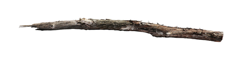 Wall Mural - Old dry tree branch isolated on white