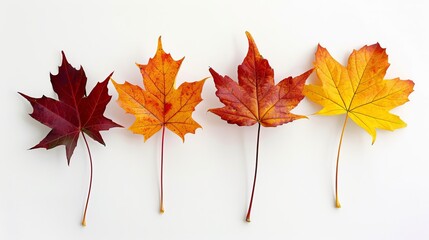 colorful natural autumn dry curved maple leaf in yellow, orange, red tones on white background, side