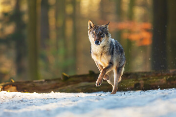 Poster - Eurasian wolf (Canis lupus lupus) in the winter forest at the end of winter