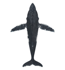 Wall Mural - Whale Isolated