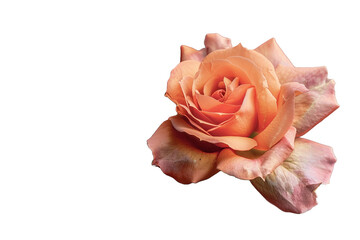 orange rose isolated on transparent background