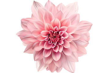 pink flower isolated on transparent background