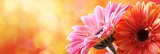 Close-up of vibrant pink and orange gerbera daisies with a warm, golden bokeh background, highlighting their vivid colors and natural beauty. Banner with copy space 