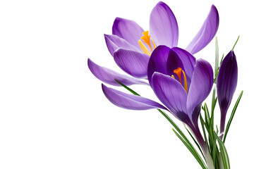 Sticker - Purple flower isolated on transparent background