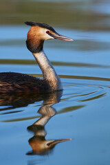 Wall Mural - Great Crested Grebe (Podiceps cristatus) swimming on a lake in the Somerset Levels, Somerset, United Kingdom.