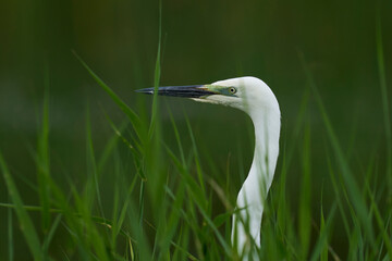 Sticker - Great White Egret (Ardea alba) hunting amongst the marshland of Ham Wall nature reserve in the Somerset Levels, United Kingdom.