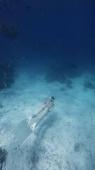 Wall Mural - Woman freediver swimming underwater on deep in tropical sea. Freediving with fins in blue ocean