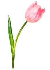 Wall Mural - Pink tulip png, watercolor flower, transparent background
