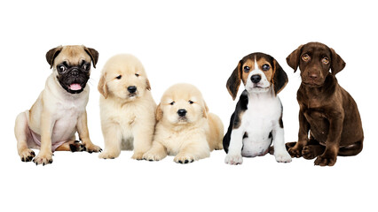 Wall Mural - Cute puppies png sticker, animal on transparent background