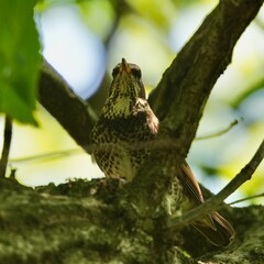 Wall Mural - dusky thrush in a forest