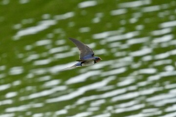 Canvas Print - barn swallow is collecting nesting materials