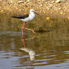 Wall Mural - Black-winged stilt, Himantopus himantopus in Ria Formosa Natural Reserve, Algarve Portugal.