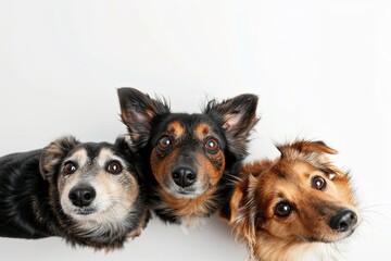 Wall Mural - there are many dogs that are looking up at the camera