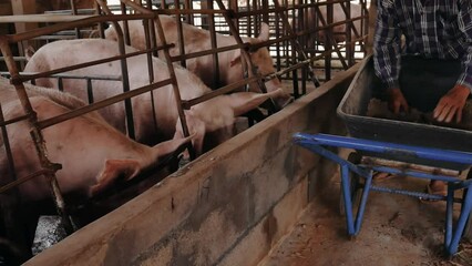 Wall Mural - The pig farmer is feeding  the pig farm. Male farmer feeding Livestock on a rural farm, Pig farming.