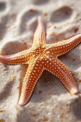 Wall Mural - Starfish on sandy beach, closeup view. Summer vacation and travel concept. Design for poster, wallpaper, banner with copy space.