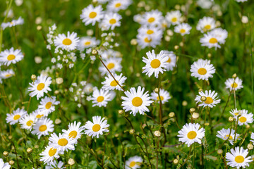 Wall Mural - Selective focus of white flowers Leucanthemum maximum in the garden, Shasta daisy is a commonly grown flowering herbaceous perennial plant with the classic daisy appearance, Nature floral background.
