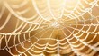 © TheWaterMeloonProjec - Close up picture of dew forming water droplets on a spider s web