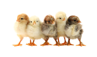 Wall Mural - Many cute chicks isolated on white. Baby animals