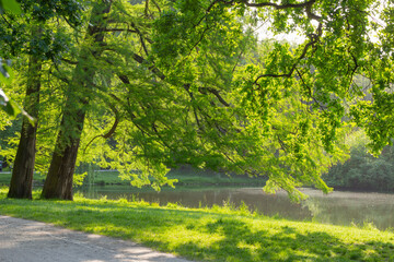 Wall Mural - beautiful urban summer park in sunlight