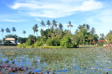 Wall Mural - Lotus Lagoon, Water Lily Pond in Candidasa, Bali, Indonesia