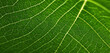 © Vee - Leaf Texture with Depth