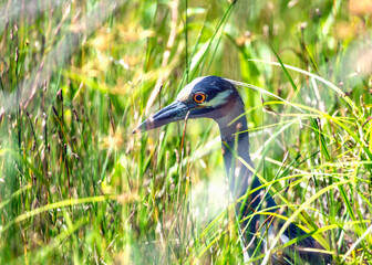 Wall Mural - Yellow-crowned Night Heron hiding in the tall grass along the Shadow Creek Ranch Nature Trail in Pearland, Texas