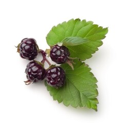 Wall Mural - Dewberry isolated on white background  