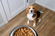 © Viktoriya - A beagle dog sits on the floor and looks at a bowl of dry food. Waiting for feeding. Top view.