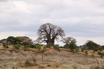 Wall Mural -  Landscape of Tarangire National Park, Tanzania, East Africa.