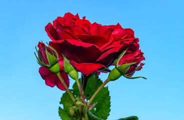 Wall Mural - White rose against the blue sky in the garden