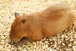 © jobi_pro - Closeup of an adorable Capybara, the World's Largest Rodent