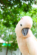 © jobi_pro - Closeup of an Friendly Salmon-crested Cockatoo or Moluccan Cockatoo in Tropical Garden