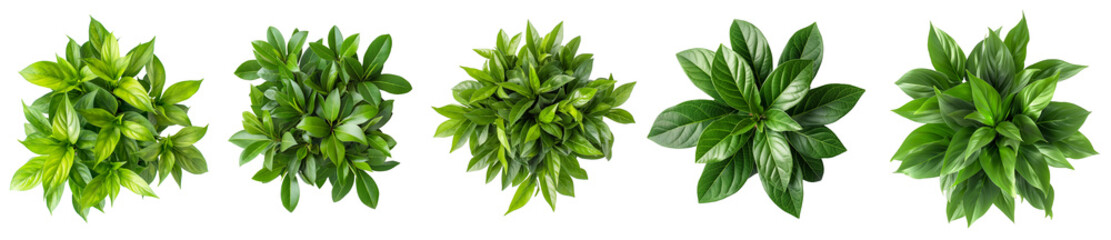 Poster - set of green leaves plant top view isolated on transparent or white background