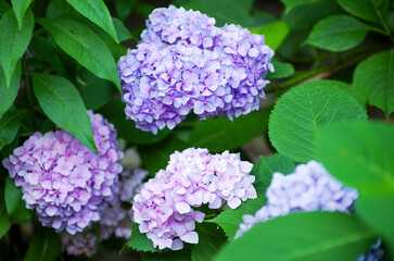 Wall Mural - Pink hydrangea flowers close up