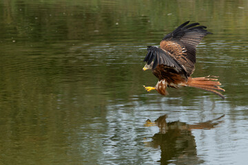 Poster - Red Kite (Milvus milvus) flying and trying to pick up some food from the water in Gelderland in the Netherlands 