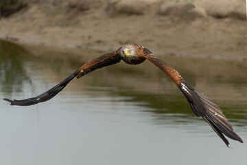 Poster - Red Kite (Milvus milvus) flying in Gelderland in the Netherlands 