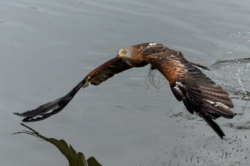 Poster - Red Kite (Milvus milvus) flying and trying to pick up some food from the water in Gelderland in the Netherlands 