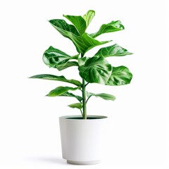 Wall Mural - A Cat Leaf Plant in a white pot, no shadow, isolated on white background 