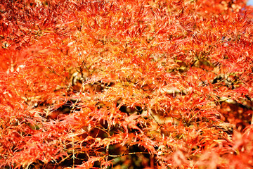 Wall Mural - Colorful red leaves, bright autumn background